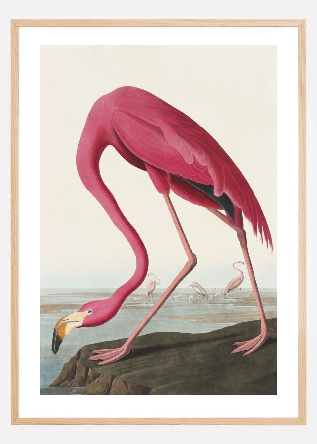 American Flamingo Poszter