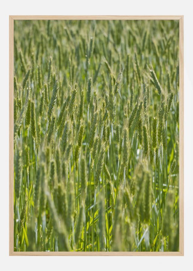 Green Wheat Field Poszter