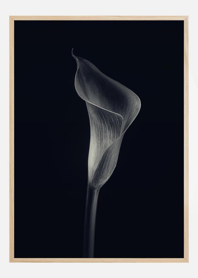Calla Lily Poszter