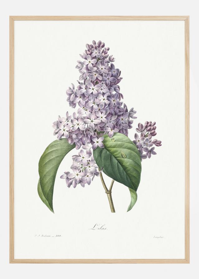 Lilac Flower Poszter