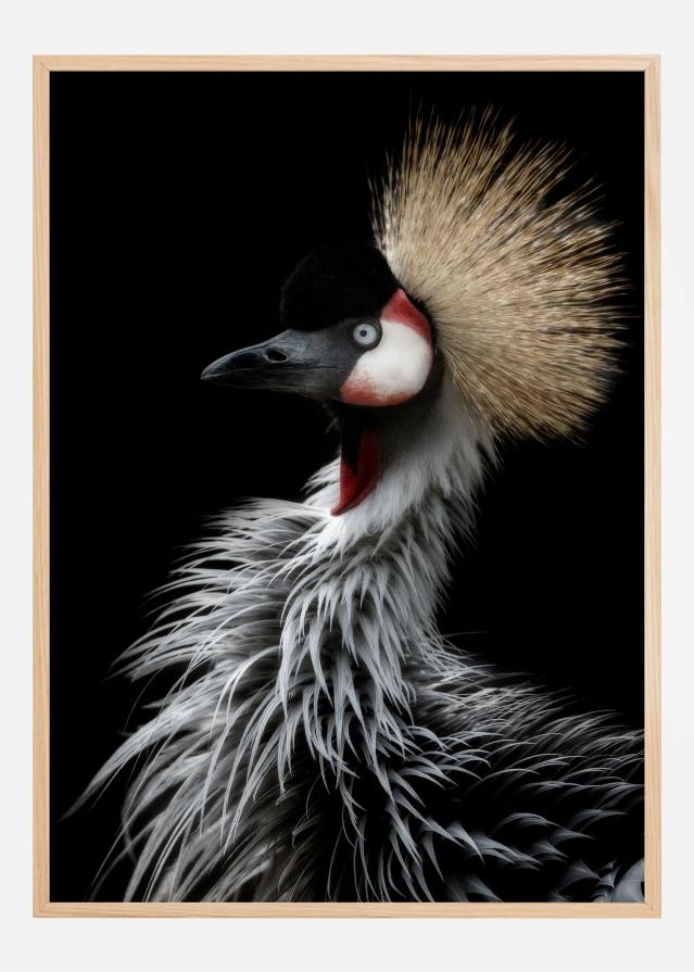 Crowned cranes portrait Poszter