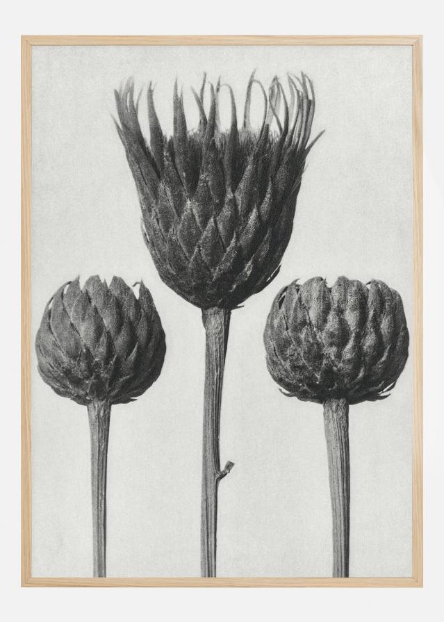 Grey Flower IV Poszter