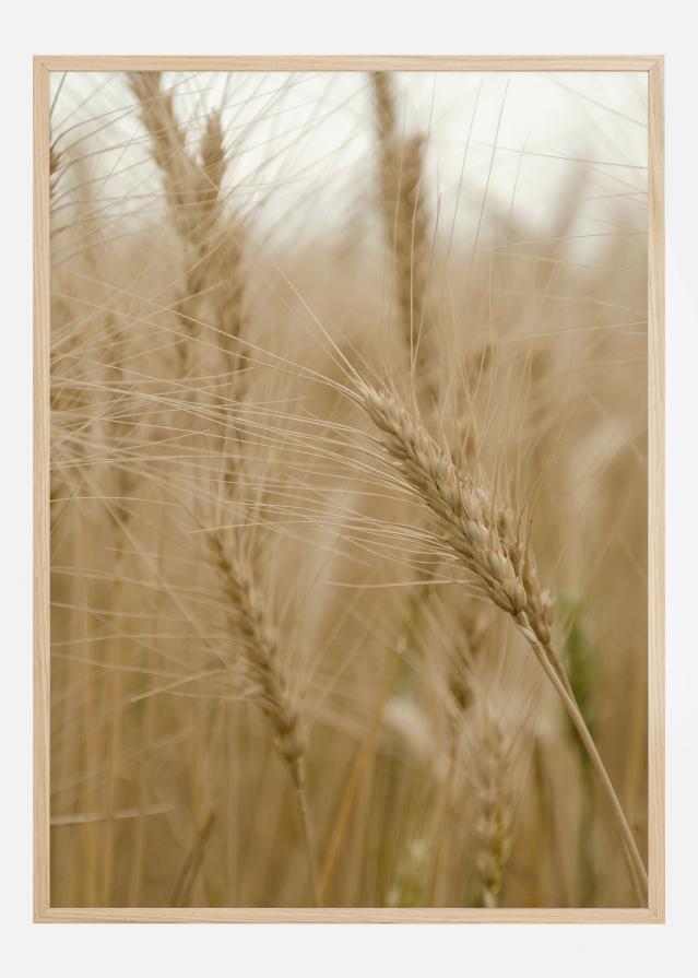 Wheat Field Poszter