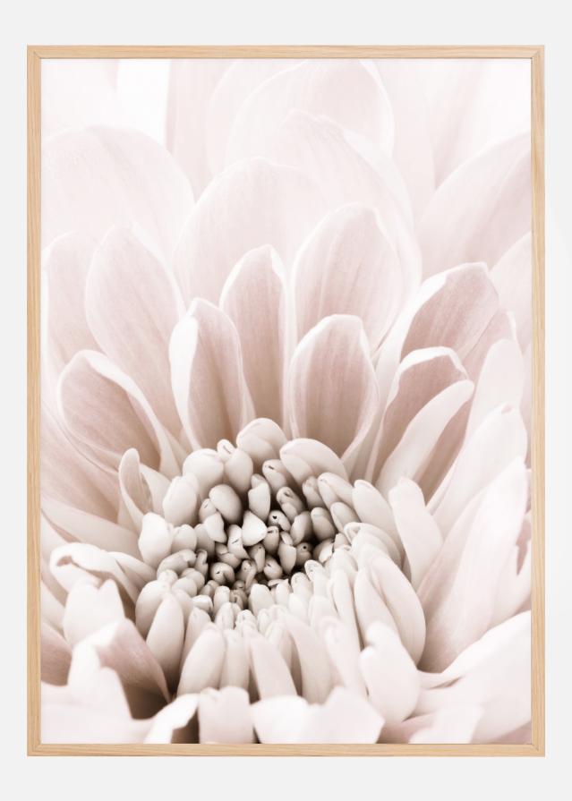 Chrysanthemum I Poszter