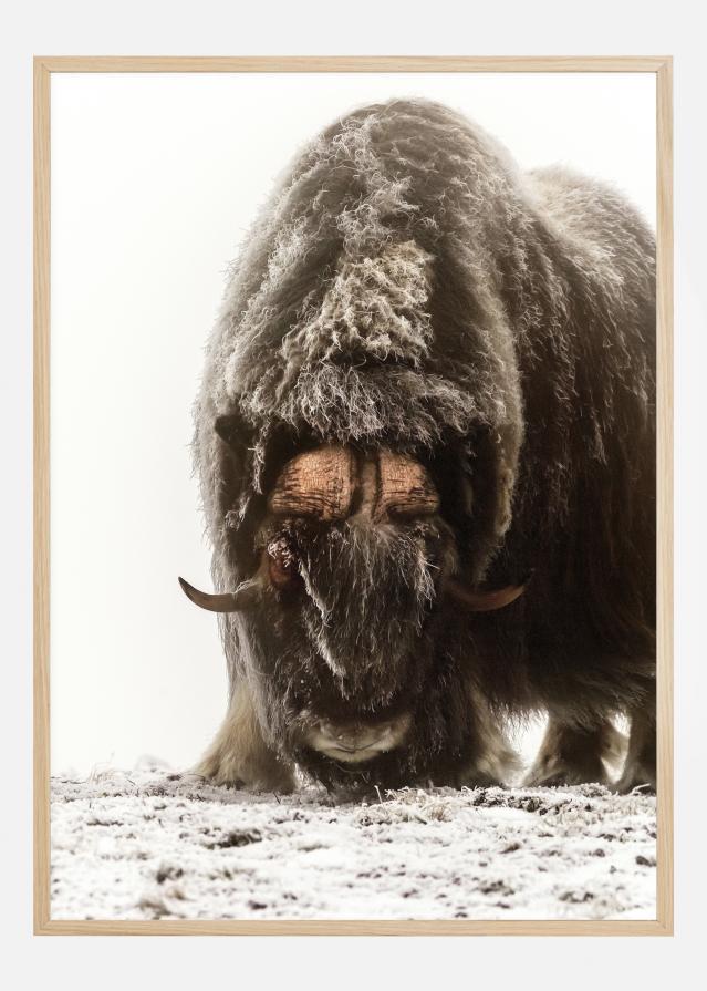 Between the fog and frost Poszter