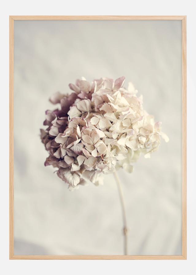 Dried Hydrangea Poszter