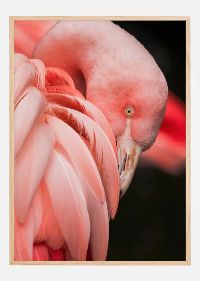 Flamingo Poszter