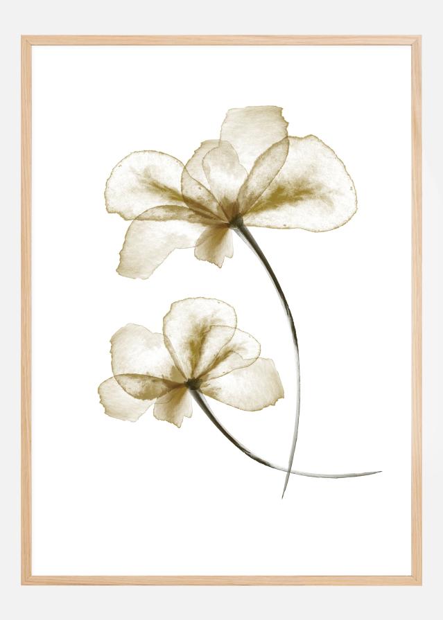 Pressed Flowers Poszter