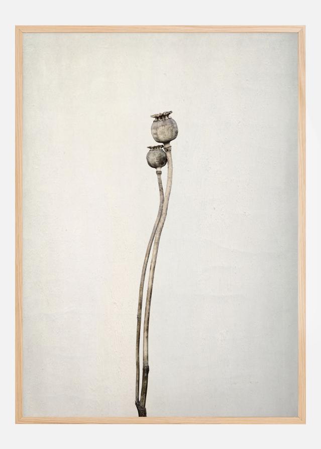 Two Old Poppies Poszter