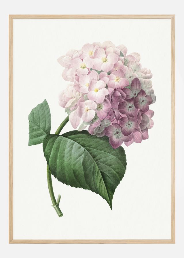 Hydrangea Macrophylla Poszter