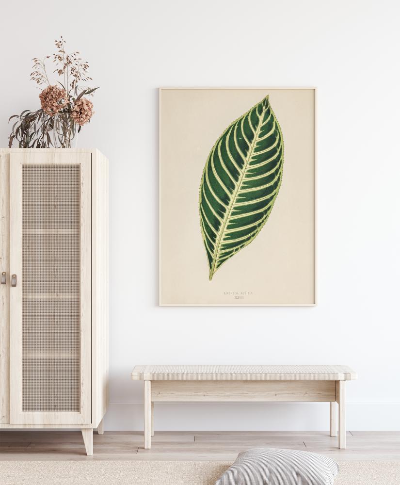 Diefenbachia Poszter