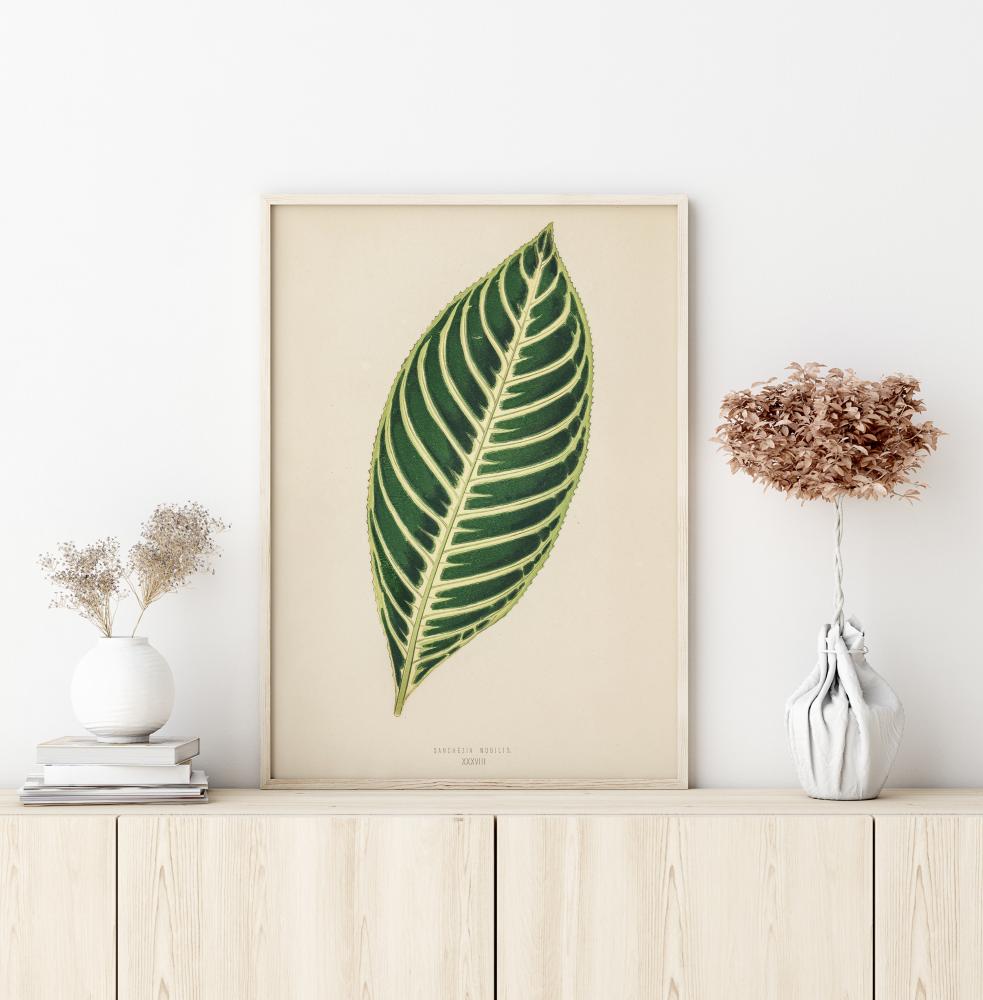 Diefenbachia Poszter