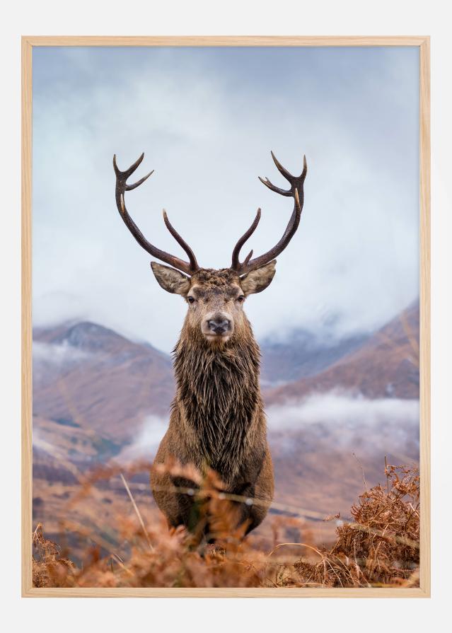Red deer in the mountains Poszter
