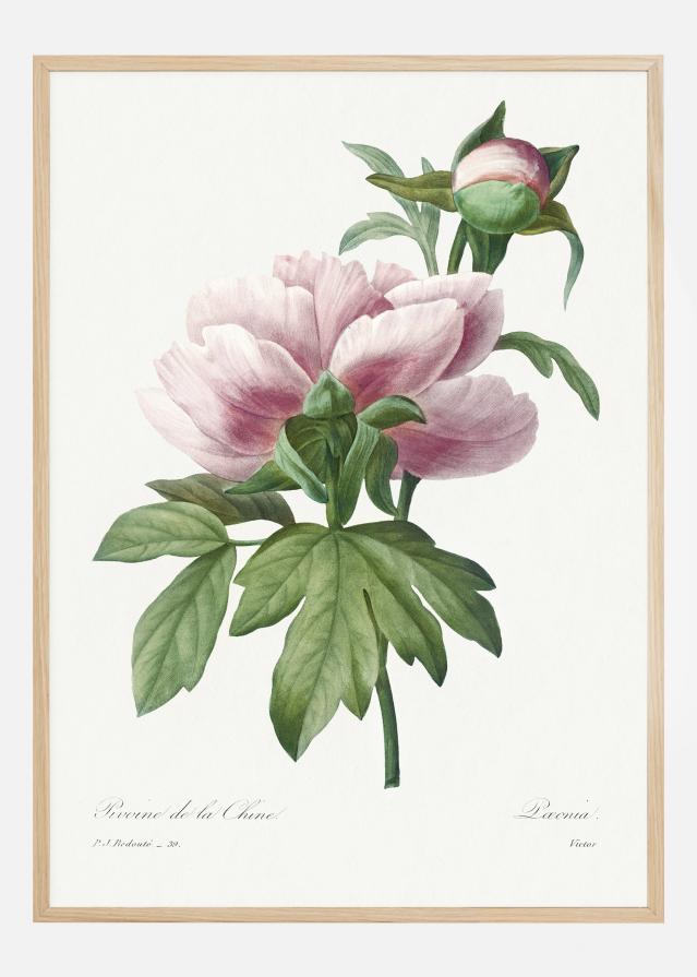 Peony Poszter