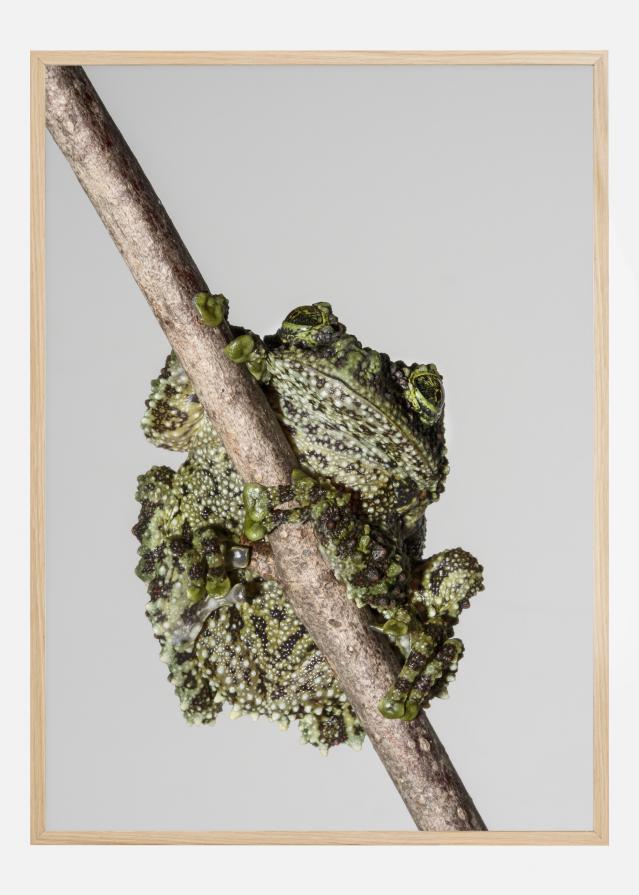 Frog On Tree Poszter