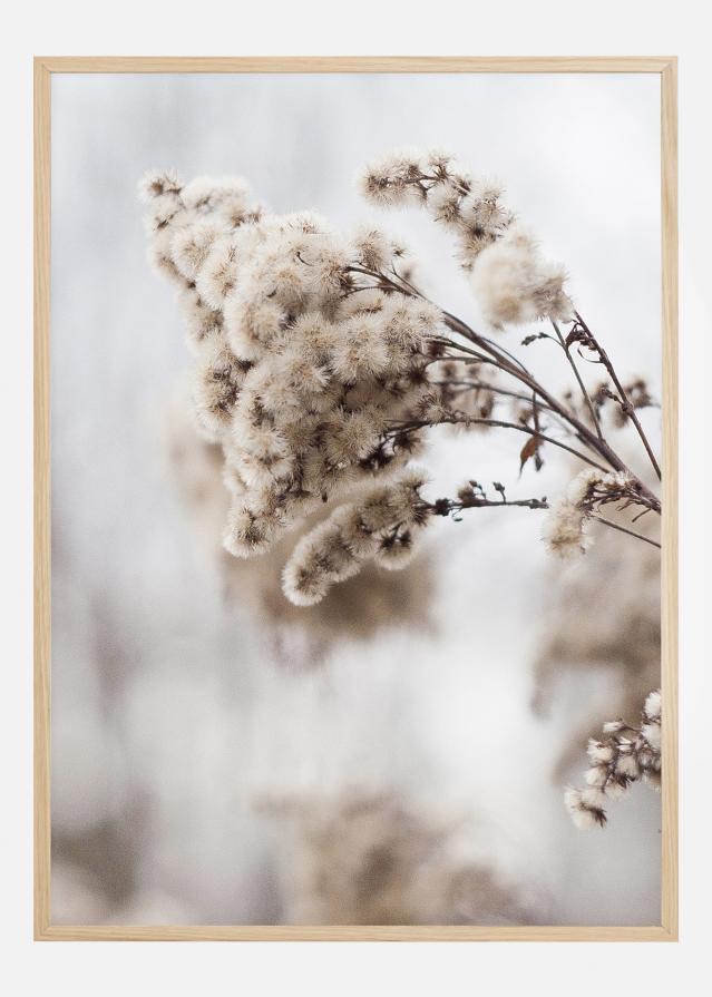 Winter Is Coming Poszter