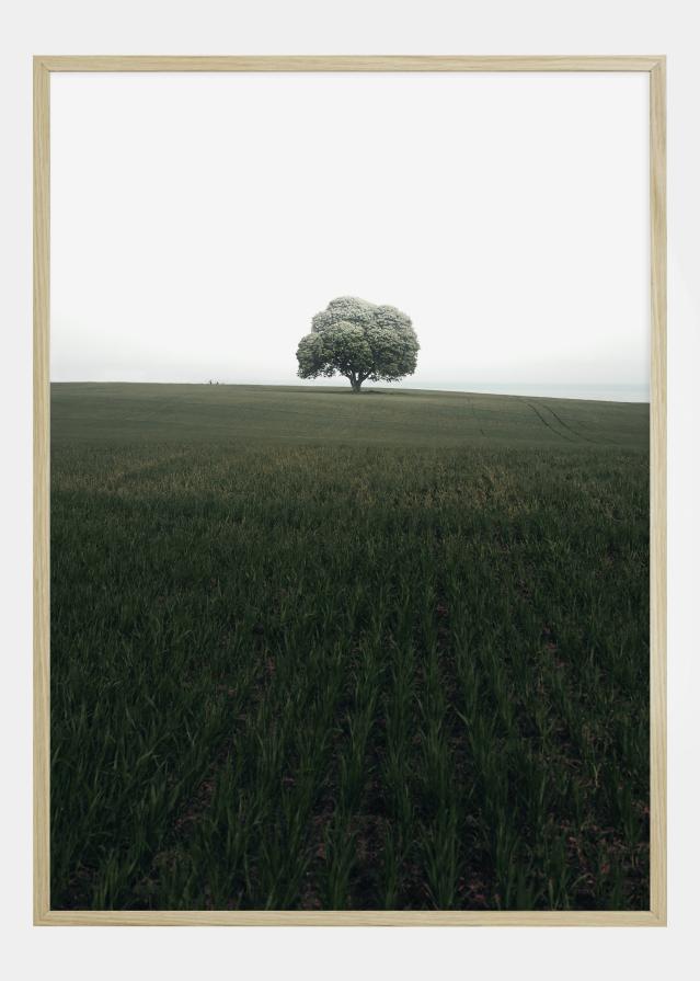 The lonely oak tree Poszter