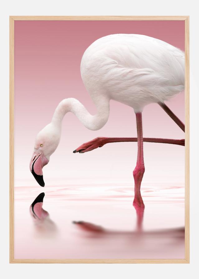 Flamingo Poszter