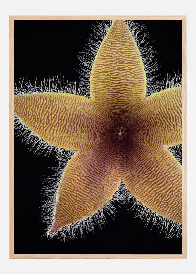 Stapelia grandiflora Poszter