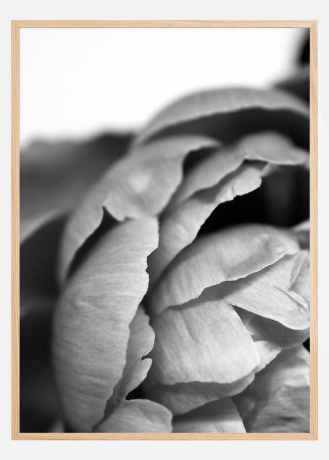 Peony B&W Poszter
