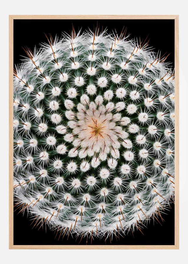 Notocactus scopa Poszter