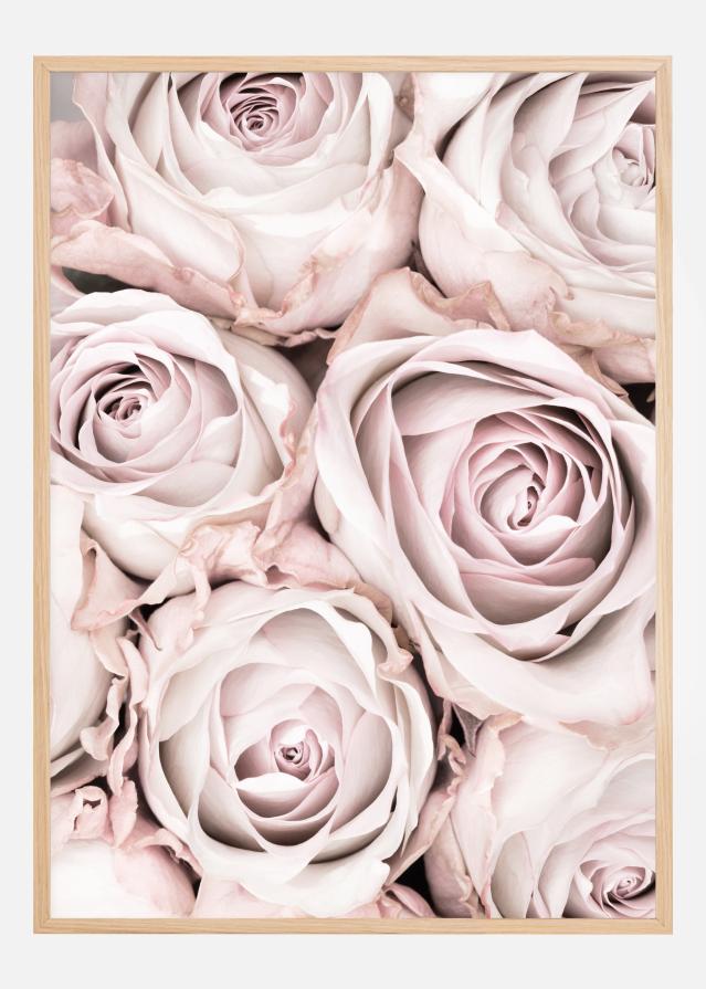Pink Roses Poszter