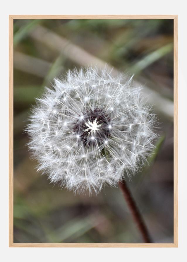 Dandelion Poszter