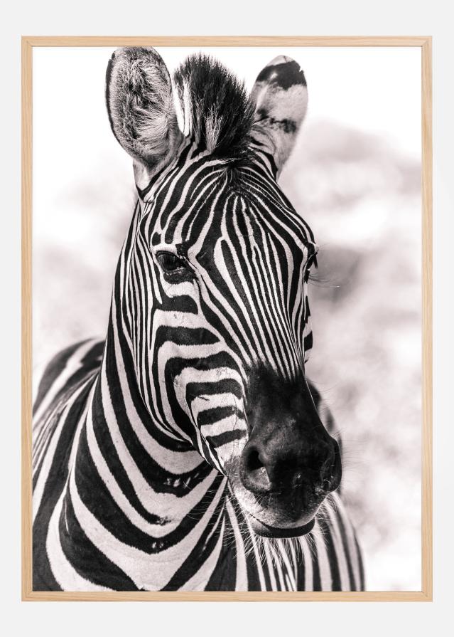 Zebra Poszter