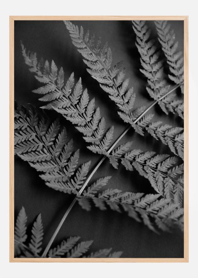 Black Fern Poszter