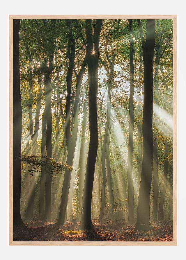 Sunny Start To The Day Poszter