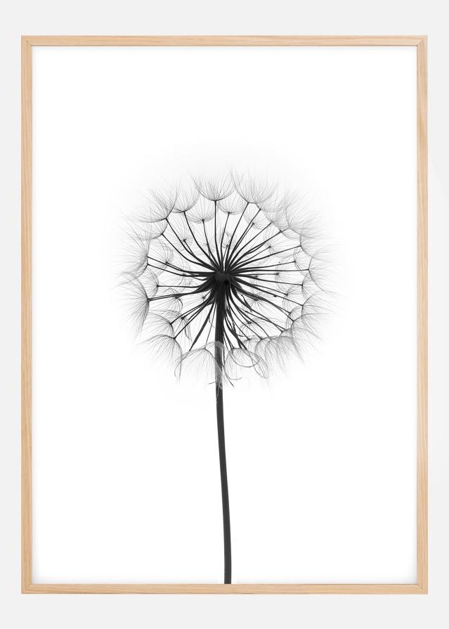 Dandelion Poszter