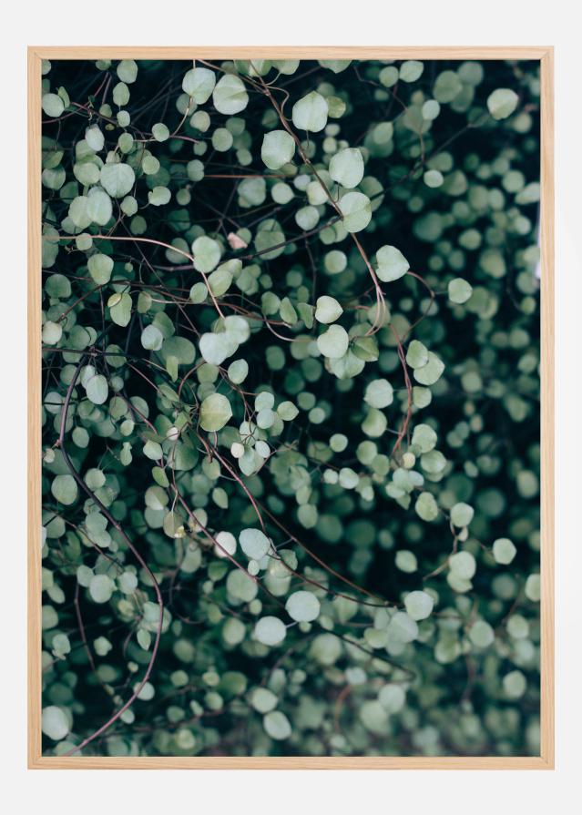 Muehlenbeckia Poszter