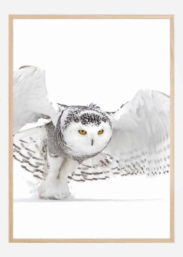 Snowy Owl Jazz Wings Poszter