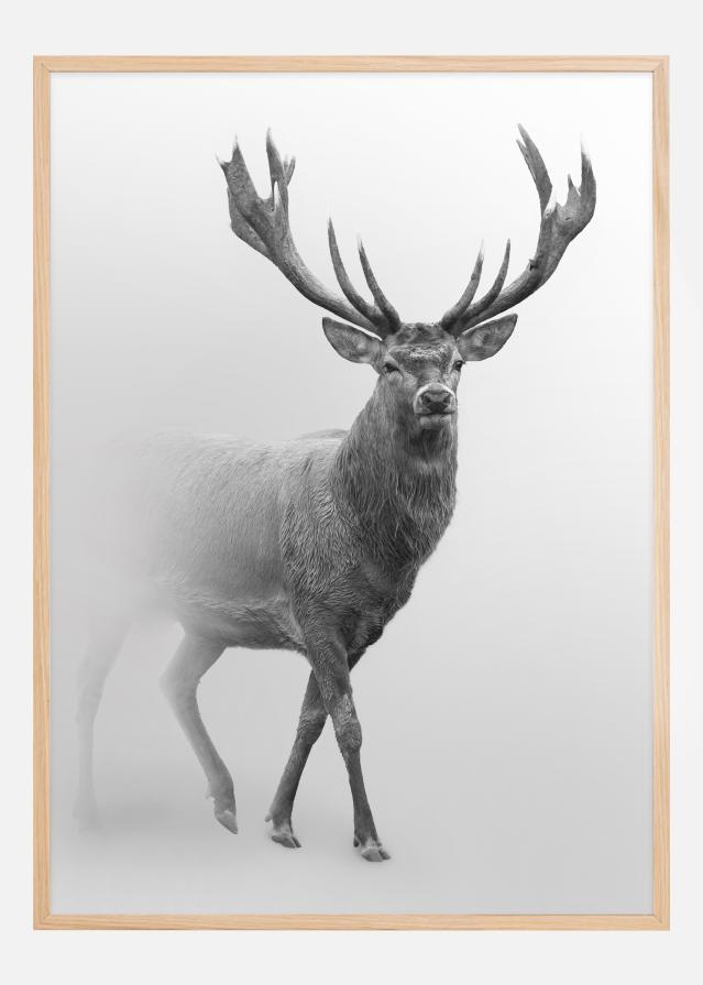 Black and white Red deer Poszter