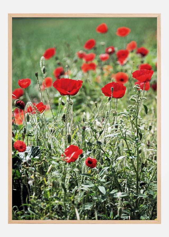Poppy Fields Poszter