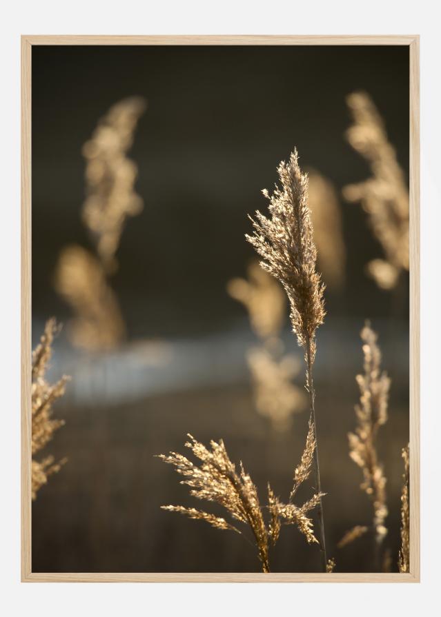 Sunshine On The Fields Poszter