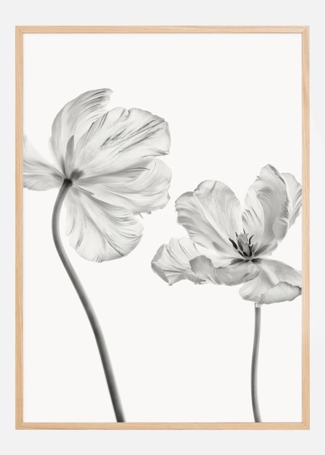 Same tulip front and backview Poszter