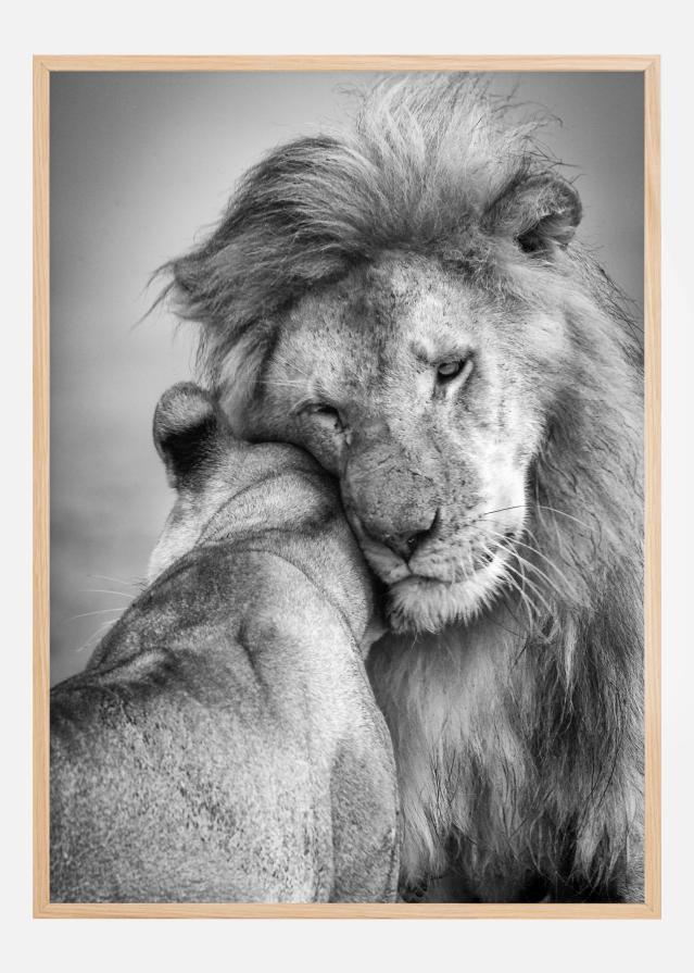 African Love! Poszter