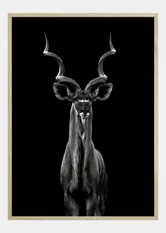 Greater Kudu Poszter