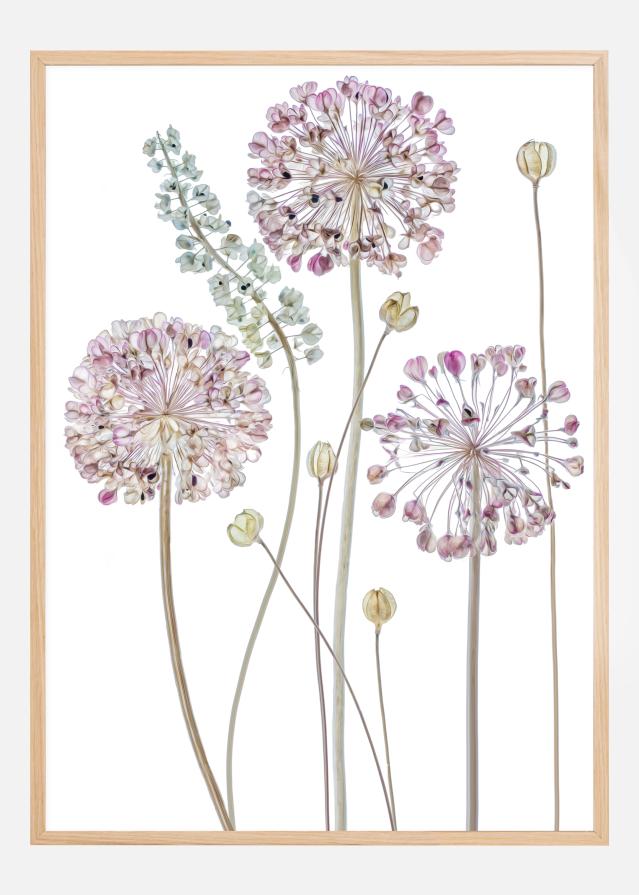 Allium Poszter