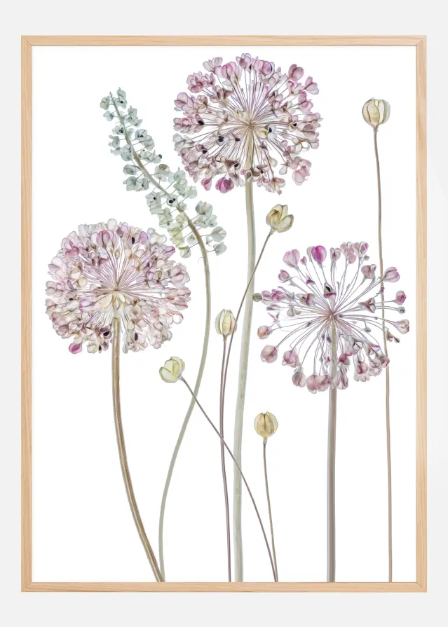 Allium Poszter